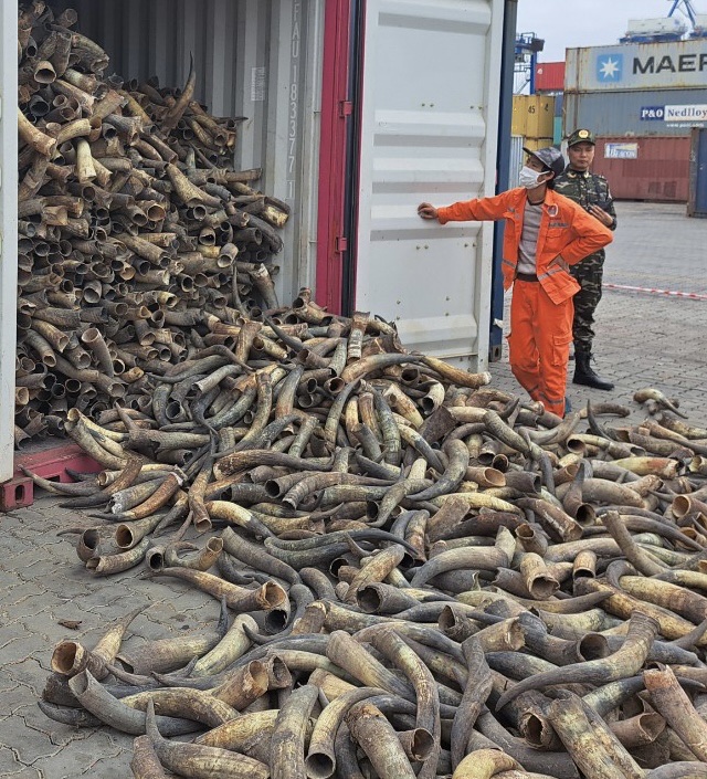 Quyết liệt ngăn chặn nạn buôn lậu sản phẩm động vật hoang dã